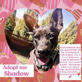 Rescue Labrador Retriever Dogs for Adoption in Kutztown, Pennsylvania - Shadow | PetCurious