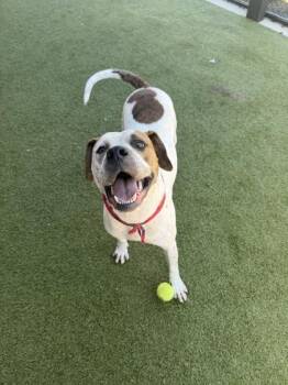 Jim Green -  Mixed Breed Dog for Adoption in Atlanta, Georgia - Jim Green | PetCurious
