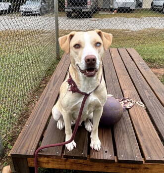 Rescue Yellow Labrador Retriever Dogs for Adoption in Rockaway, New Jersey - Blondie Dixon | PetCurious