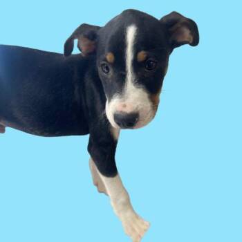 Hound and Terrier Dogs Available for Adoption in Tuscaloosa, Alabama - Hans | PetCurious