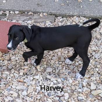 Harvey Scott -  Labrador Retriever and Mixed Breed Dog for Adoption in New Orleans, Louisiana - Harvey Scott | PetCurious