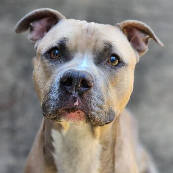 Romeo -  Pit Bull Terrier and Mixed Breed Dog for Adoption in Montgomery, Alabama - Romeo | PetCurious