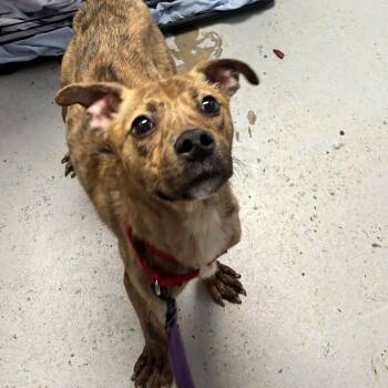 Mixed Breed Dogs Available for Adoption - Gee | PetCurious