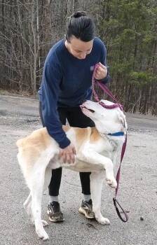 Great Pyrenees Dogs Available for Adoption - Prince | PetCurious