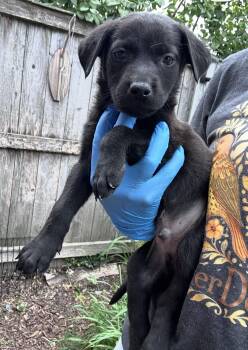 Yonex -  Labrador Retriever and Retriever Dog for Adoption in Bull Valley, Illinois - Yonex | PetCurious