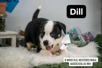 Dill -  Border Collie and Australian Shepherd Dog for Adoption in Sevierville, Tennessee - Dill | PetCurious