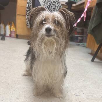 Sunny -  Yorkshire Terrier Dog for Adoption in Columbia, South Carolina - Sunny | PetCurious