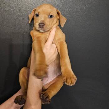 Grout -  Mixed Breed Dog for Adoption in Mocksville, North Carolina - Grout | PetCurious
