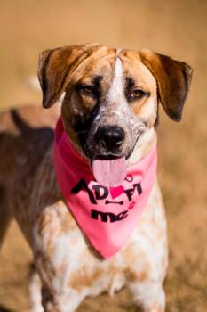 Cattle Dog Dogs Available for Adoption - Jiro Ono | PetCurious