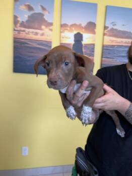 Pointer and Mixed Breed Dogs Available for Adoption in Daytona Beach, Florida - Keela - P | PetCurious