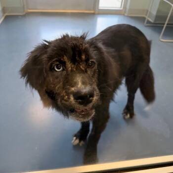 Dallas Texas -  Mixed Breed Dog for Adoption in Greensboro, North Carolina - Dallas Texas | PetCurious