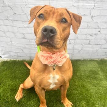 Mixed Breed Dogs Available for Adoption in Warren, Ohio - Journey | PetCurious