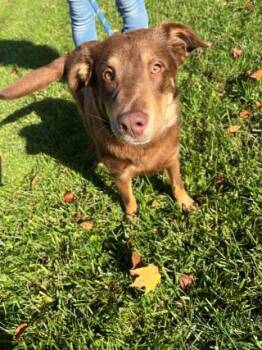 Rescue Australian Shepherd Dogs for Adoption in Gilberts, Illinois - Mario | PetCurious