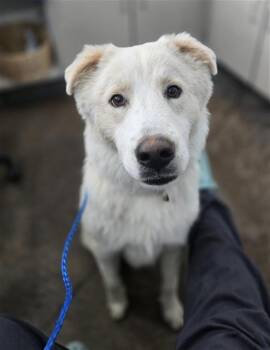 Mixed Breed Dogs Available for Adoption in Dallas, Texas - BISCUIT | PetCurious