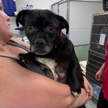 Moira Rose -  Mixed Breed Dog for Adoption in Fredericksburg, Virginia - Moira Rose | PetCurious