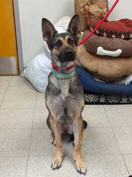 German Shepherd Dog Dogs Available for Adoption in Sorrento, Louisiana - Kelly | PetCurious