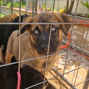 Faye -  German Shepherd Dog Dog for Adoption in Whittier, California - Faye | PetCurious