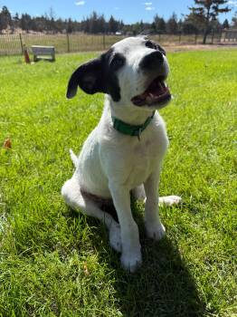 Bandit -  Border Collie Dog for Adoption in Bend, Oregon - Bandit | PetCurious