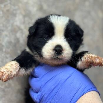 Shepherd Dogs Available for Adoption in Birmingham, Alabama - Maple | PetCurious