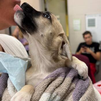 Sugar -  Mixed Breed Dog for Adoption in Walker, Michigan - Sugar | PetCurious