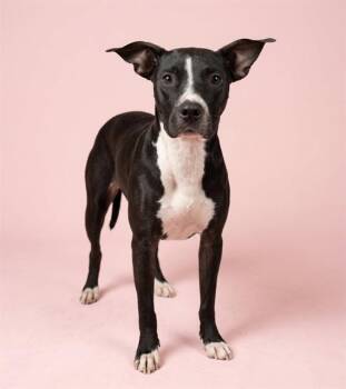 MOMMA MIA -  Mixed Breed Dog for Adoption in Jacksonville, Florida - MOMMA MIA | PetCurious