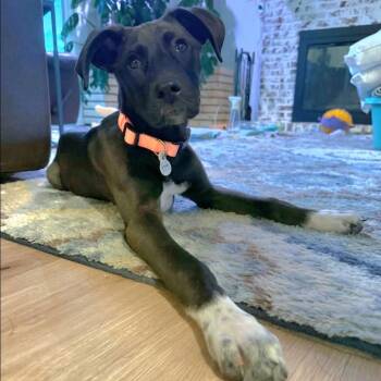 Husky and Great Dane Dogs Available for Adoption in Lincoln, Nebraska - Bunny | PetCurious