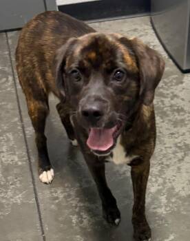 Rollins -  Mixed Breed Dog for Adoption in Henderson, North Carolina - Rollins | PetCurious