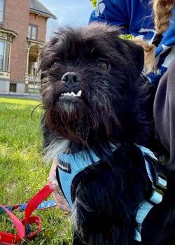 Mylo -  Shih Tzu and Pug Dog for Adoption in Montgomery, New Jersey - Mylo | PetCurious