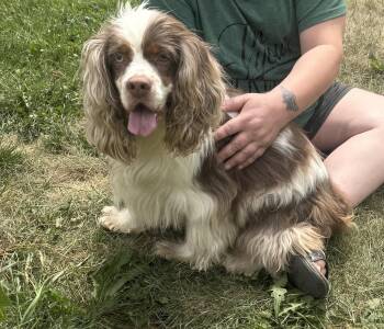 Louie -  Cocker Spaniel Dog for Adoption in Glenwood City, Wisconsin - Louie | PetCurious