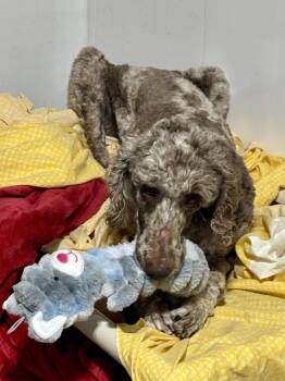 Standard Poodle Dogs Available for Adoption in Mattoon, Illinois - Archie | PetCurious