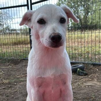 Rescue Labrador Retriever Dogs for Adoption in West Islip, New York - Tahla | PetCurious