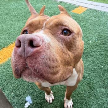 Coco -  Pit Bull Terrier Dog for Adoption in New Orleans, Louisiana - Coco | PetCurious