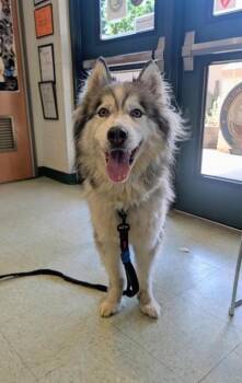 Parker -  Siberian Husky and Mixed Breed Dog for Adoption in Hamilton Township, New Jersey - Parker | PetCurious