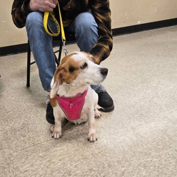 Beagle Dogs Available for Adoption - Amelia | PetCurious