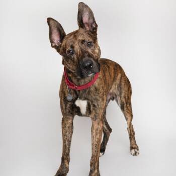 Spencer -  Mountain Cur and Mixed Breed Dog for Adoption in Oak Park, Illinois - Spencer | PetCurious