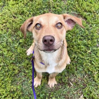 Labrador Retriever Dogs Available for Adoption - Yuki | PetCurious