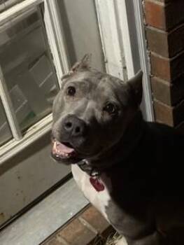 Mixed Breed Dogs Available for Adoption in Memphis, Tennessee - Junie | PetCurious