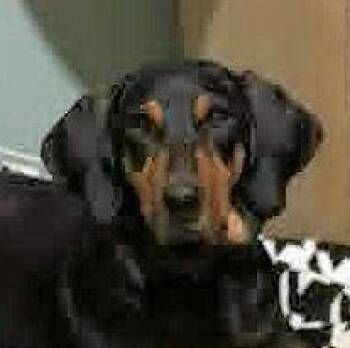 Black And Tan Coonhound Dogs Available for Adoption - Tex (AZ) | PetCurious