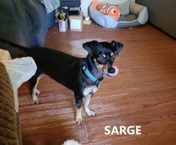 Miniature Pinscher Dogs Available for Adoption in Washington, Georgia - Sarge | PetCurious