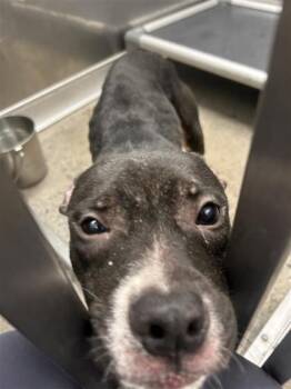 Rescue Mixed Breed Dogs for Adoption in West Chester, Pennsylvania - Pibble | PetCurious