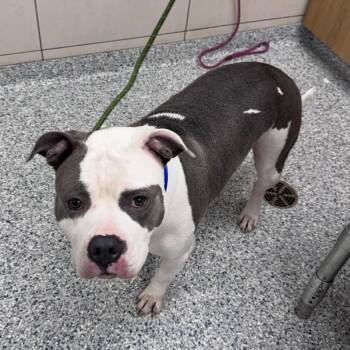 Saint -  Pit Bull Terrier Dog for Adoption in Chicago, Illinois - Saint | PetCurious