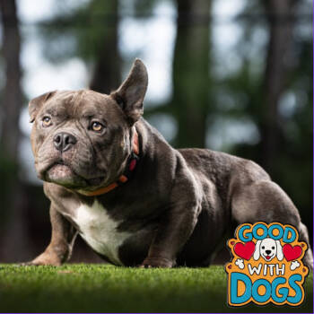 Rescue French Bulldog Dogs for Adoption in Jupiter, Florida - Boden | PetCurious