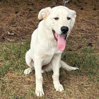 Tomi--In Foster -  Labrador Retriever and Mixed Breed Dog for Adoption in Fargo, North Dakota - Tomi--In Foster | PetCurious