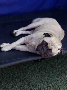 Rescue Pug Dogs for Adoption in Chula Vista, California - FAWNZY | PetCurious