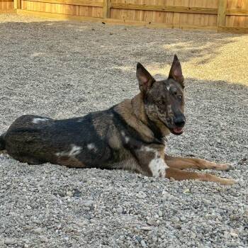 Rescue Dutch Shepherd and Australian Shepherd Dogs for Adoption in Indianapolis, Indiana - Sika | PetCurious