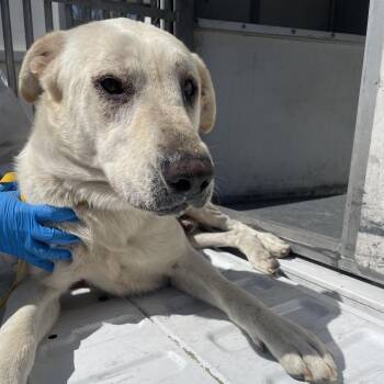 Yellow Labrador Retriever Dogs Available for Adoption - Diesel | PetCurious