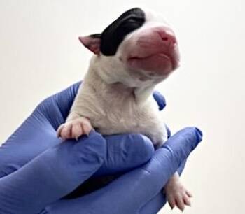 Labrador Retriever and Mixed Breed Dogs Available for Adoption - A652450 | PetCurious