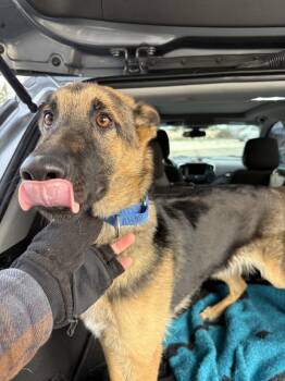 Rescue German Shepherd Dog Dogs for Adoption in Fredonia, Wisconsin - Topaz | PetCurious