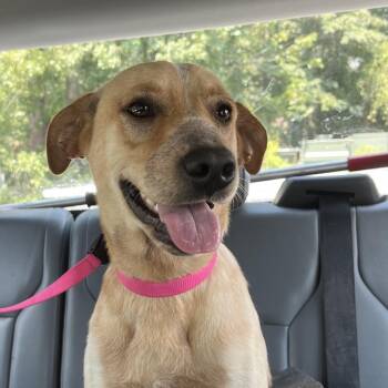 Honey -  Mixed Breed Dog for Adoption in Richmond Hill, Georgia - Honey | PetCurious