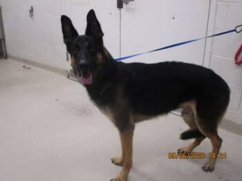 German Shepherd Dog Dogs Available for Adoption in Marietta, Georgia - (52) | PetCurious